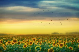 Field