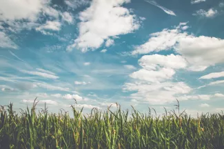 Drupal Fields API